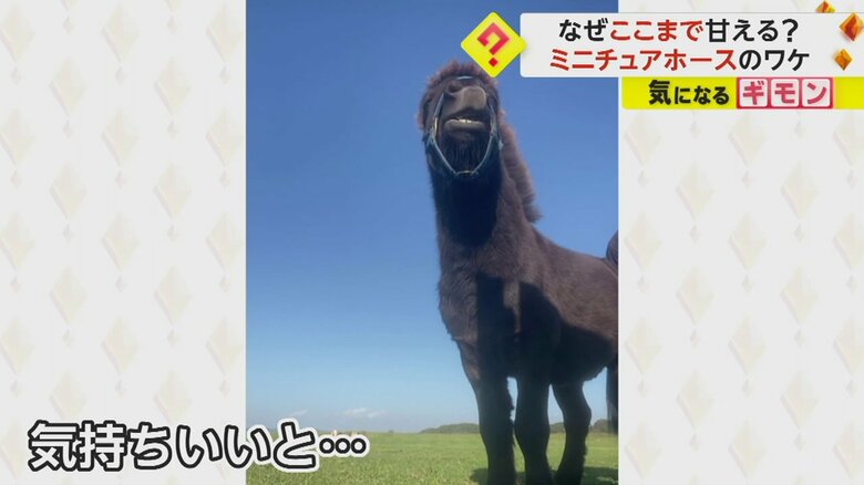 触ってもらって気持ちがいいと、鼻を動かすという