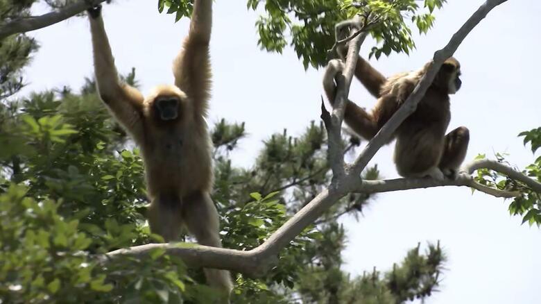 シロテテナガザル