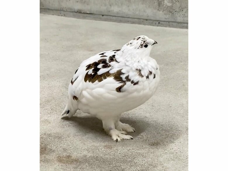 提供：市立大町山岳博物館