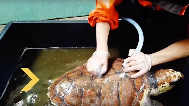 甲羅をみがかれるだんごちゃん