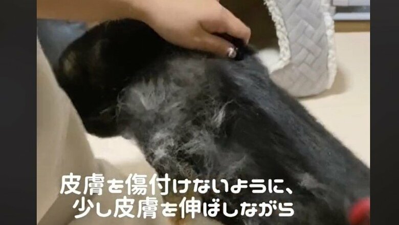 ブラッシングされるナルトちゃん