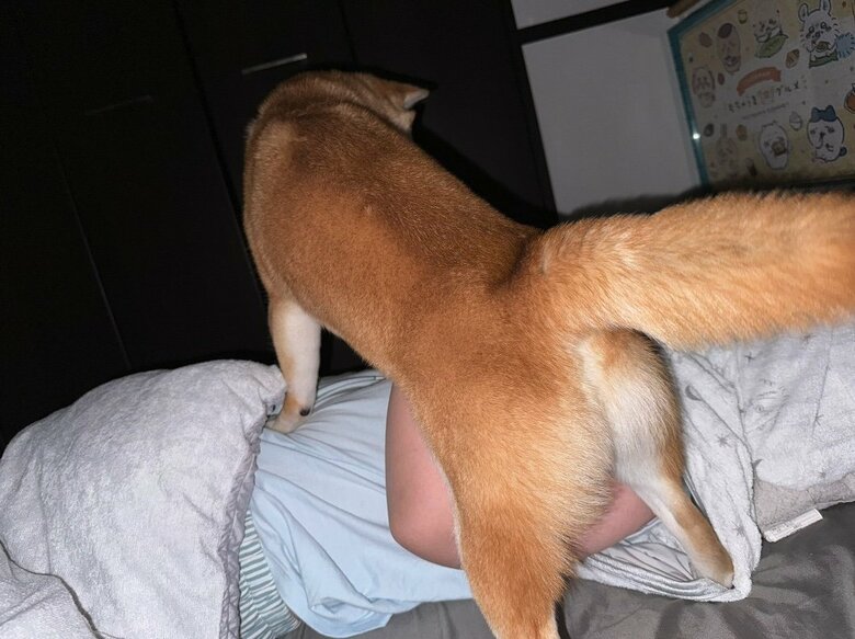 提供：わさび一族さん