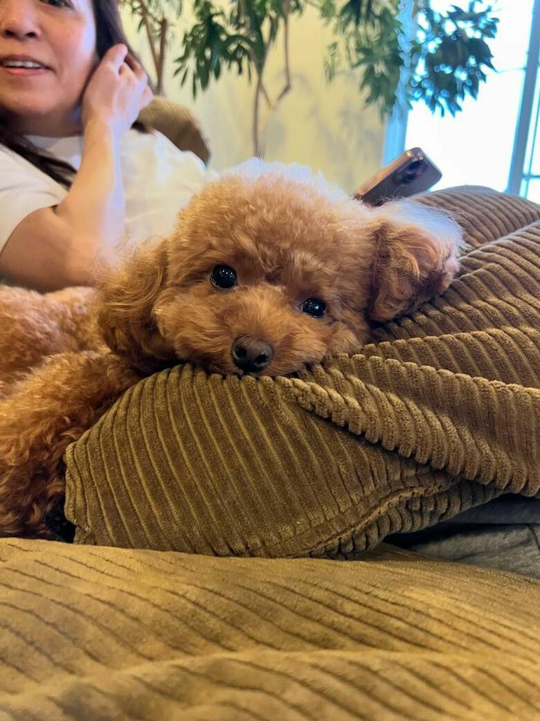 提供：トイプードル ディノセナとジュリさん