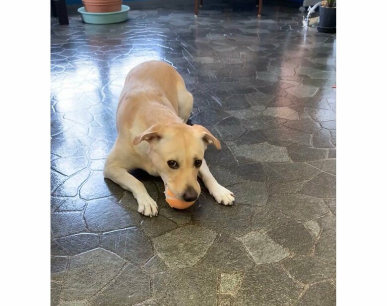 （提供：ラブラドール ルナさん）