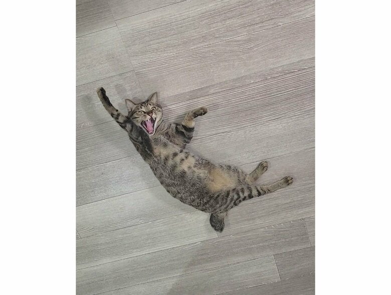 普段のおこめくん。確かに脚が太いように見える…（提供：しぴこめさん）