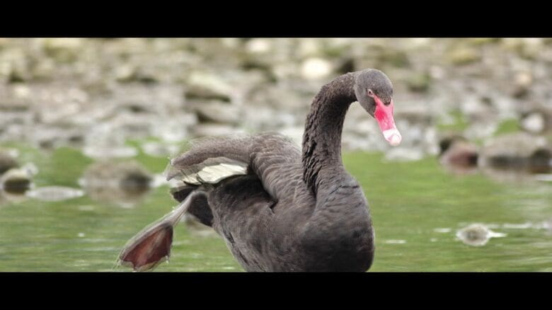 姿は大沼から北に約30キロ離れた八雲町を流れる落部川に