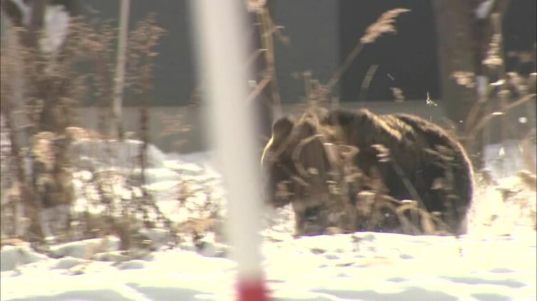 過去に出没したクマ