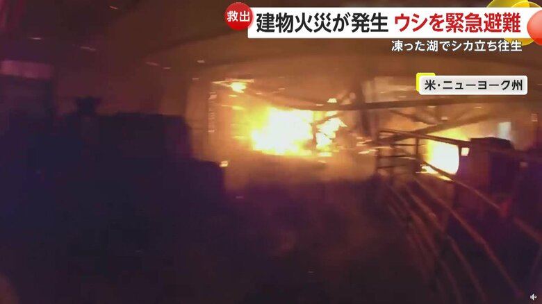 鉄の囲いを壊し、急いでウシたちを避難させた警察官