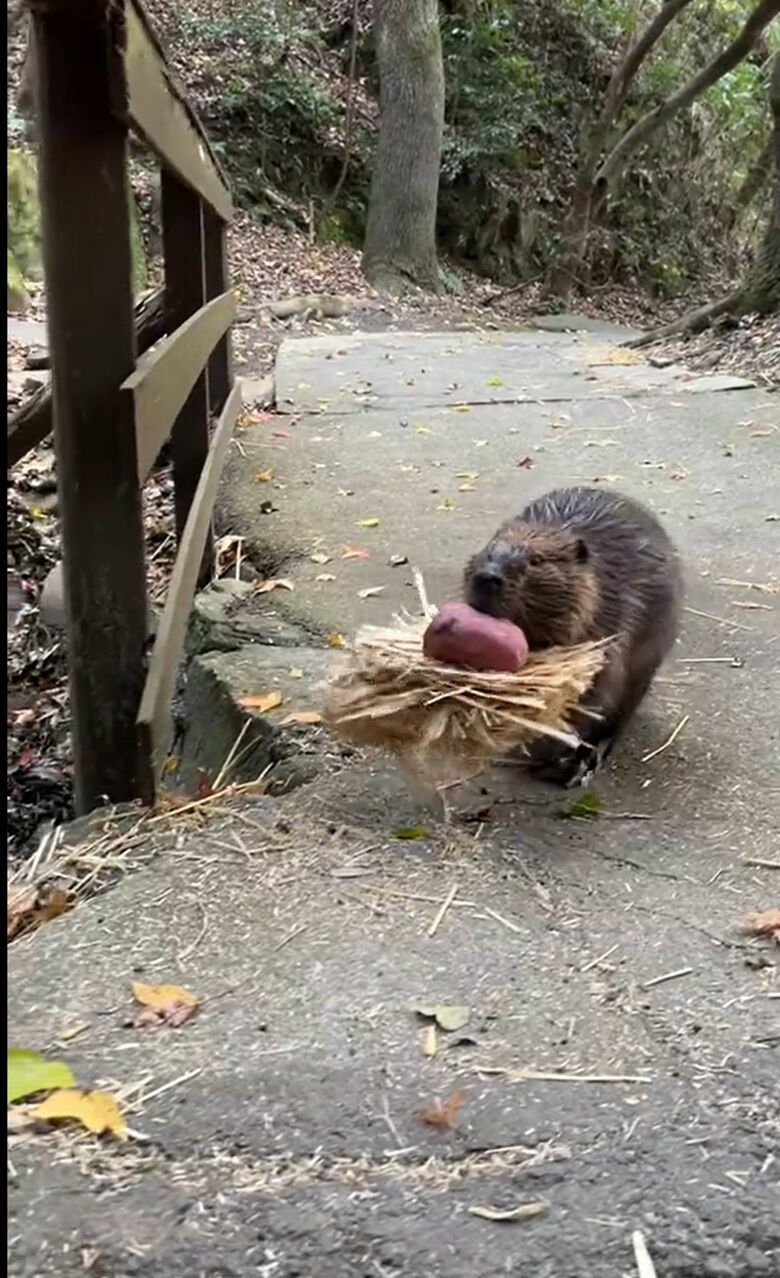 器用に草の上に芋を載せて運ぶ