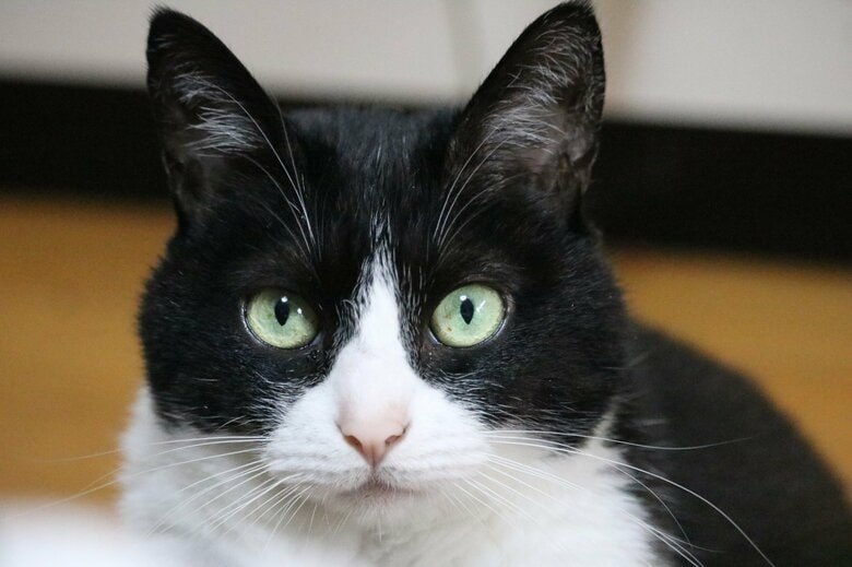 「ハチワレ」（画像はイメージ）