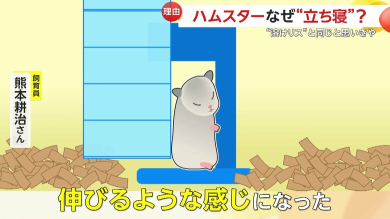 回し車の回る部分と土台になっている部分の隙間で伸びるような形になったハムスターのイメージ