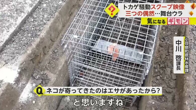 トカゲの捕獲用に設置されていた捕獲器