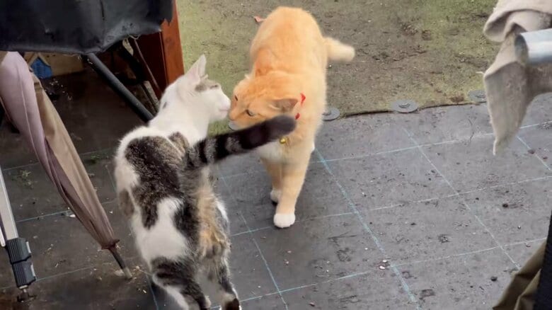 先輩への朝のあいさつ