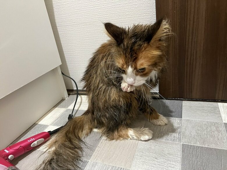 洗い終わり後のドライヤー前