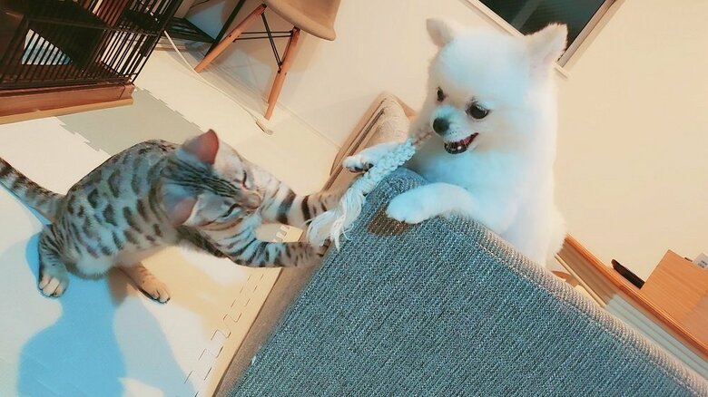 「このおもちゃは僕の！」