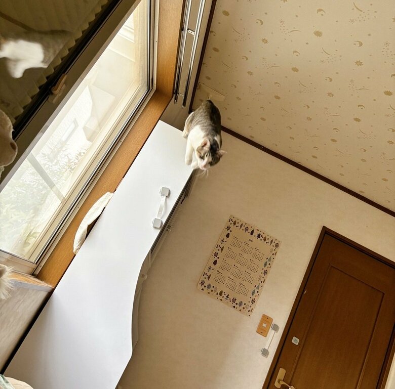 別の日に飛び込んで起こそうとしてくる琥珀くん