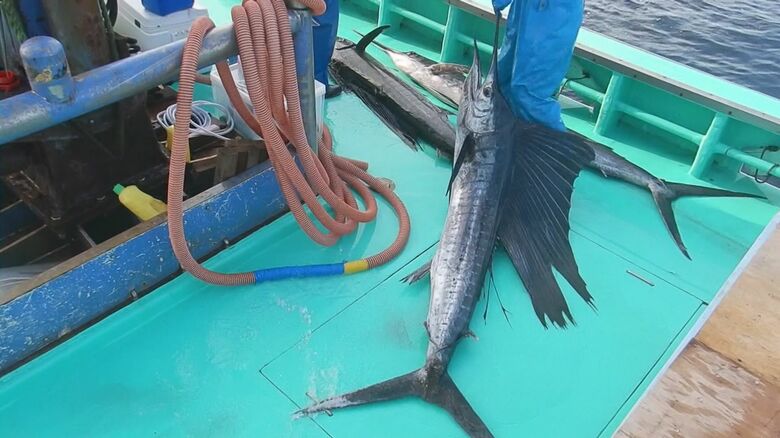 バショウカジキ