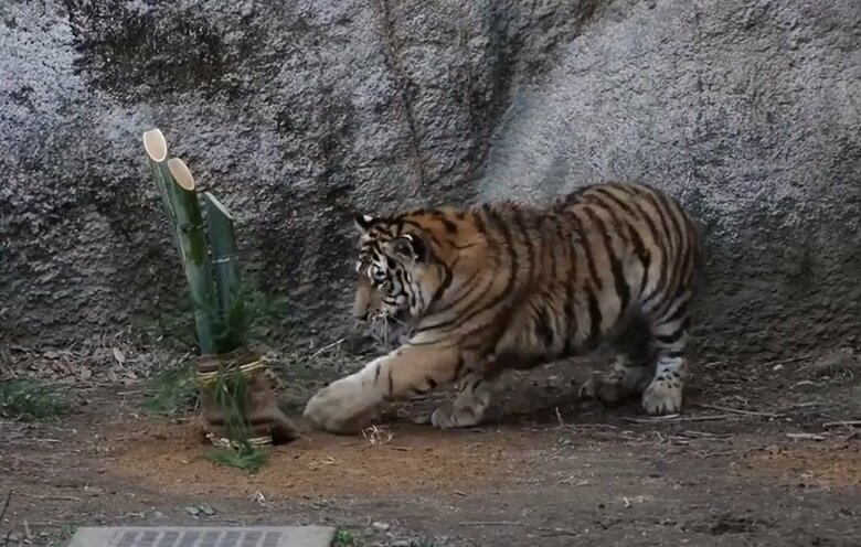 腰は引けているがパンチを繰り出している