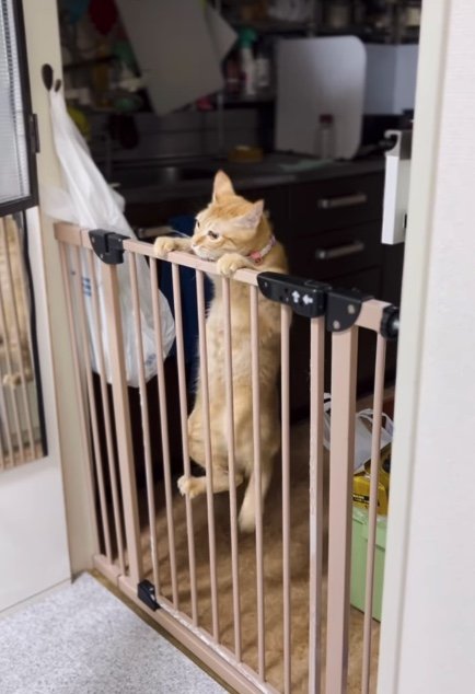 提供：cohakuさん