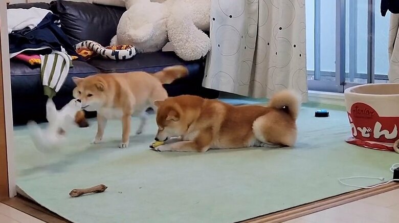 ぬいぐるみに勢いをつけるわらびちゃん