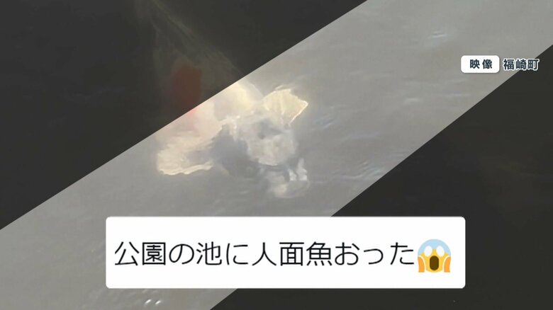 SNSに投稿された動画と文面