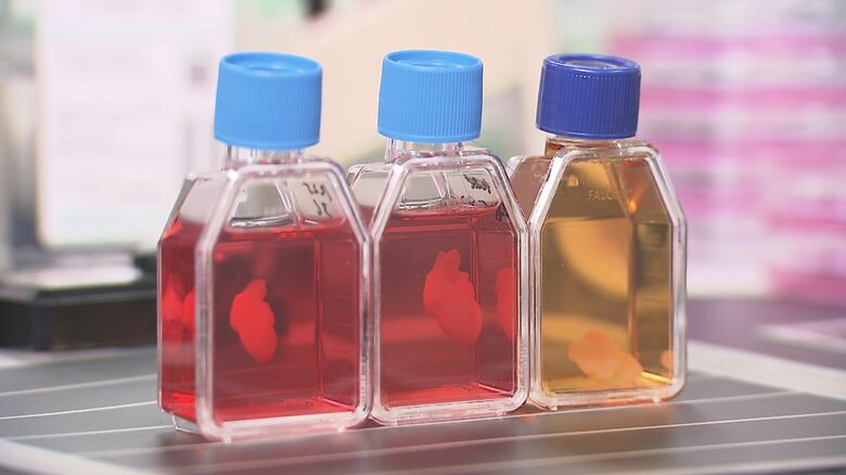 iPS心臓モデルの試作品