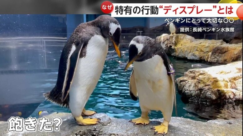 ウロウロするペンギン（映像提供：長崎ペンギン水族館）