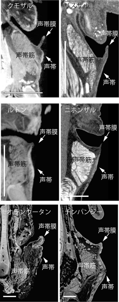 サル類の声帯膜（画像提供：京都大学ヒト行動進化研究センター・西村剛准教授）