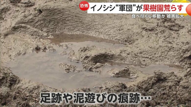 近くの田んぼにはイノシシのものと思われる足跡や泥遊びをしたような痕跡が