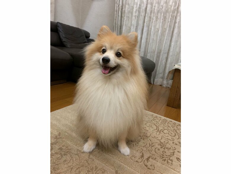 提供：デカポメ《えり太》との日々さん