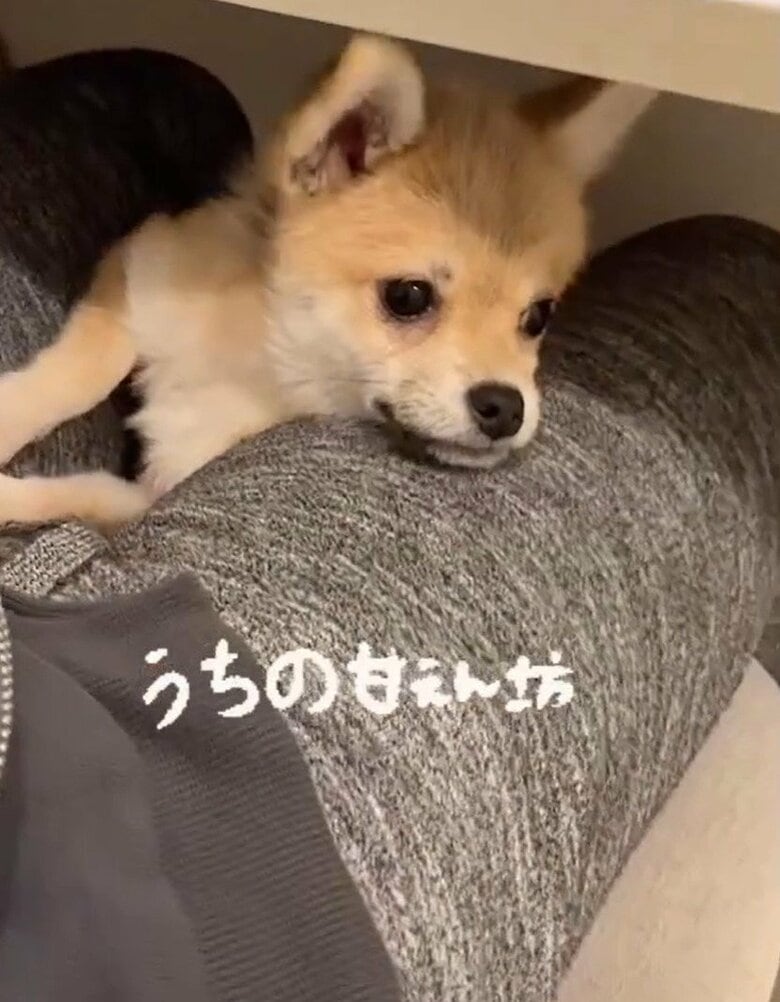 甘えん坊だという