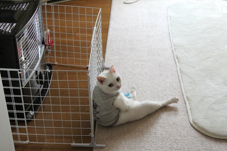 提供：しんばぷーさん