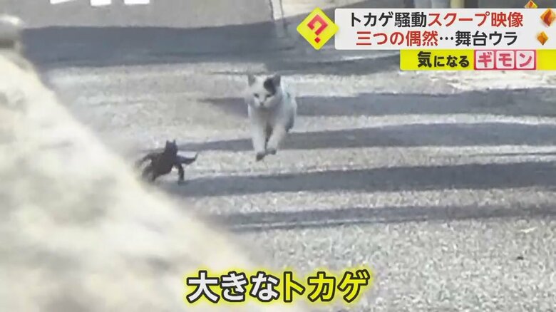 ネコに追いかけられトカゲが必死に逃げている瞬間②