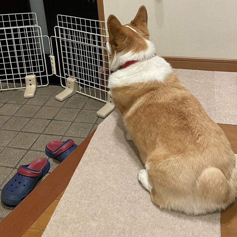 お出迎え準備しているはなちゃん