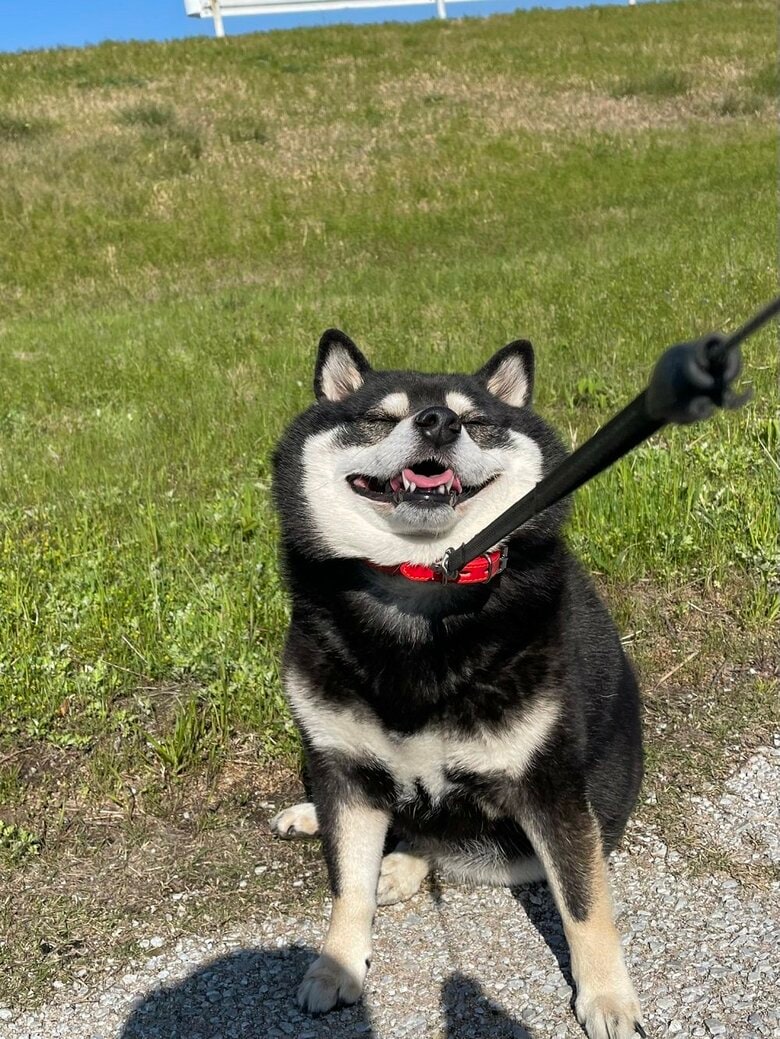 リードを引っ張ってもイヤ！