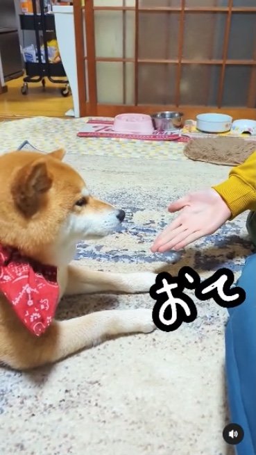 提供：柴犬スティーブch【コーギーと猫を添えて】さん