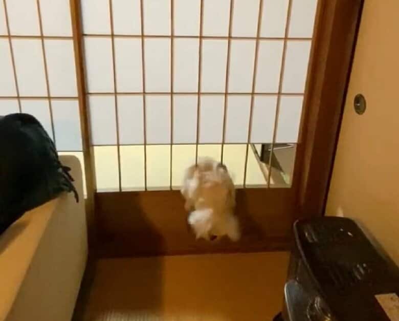 よいしょー！