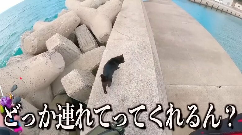 釣りのうらもっちゃんねるさんは黒ちゃんを追いかけてみた