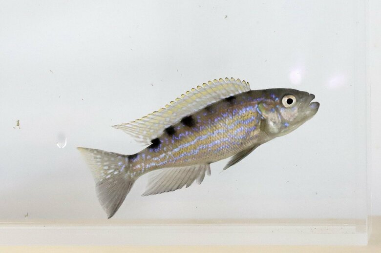 ペリソダス・ミクロレピス（提供：富山大学・竹内勇一助教）