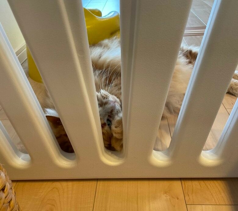 その後、入ることを諦めて寝ていたという