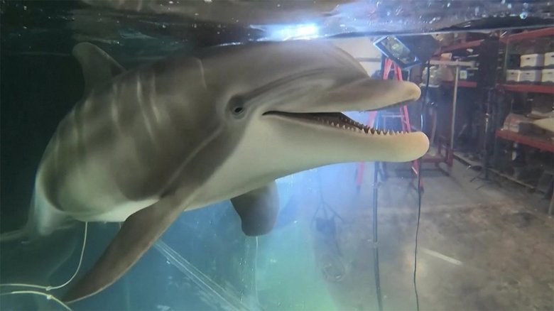 動物に優しく イルカ型ロボット アメリカ
