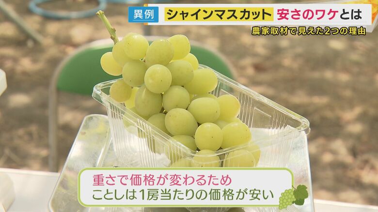 ことしのシャインマスカットは「実が小粒」