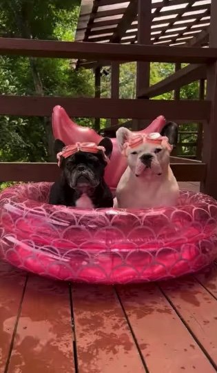 リベンジプールでも固まる（提供：天使の笑顔さん）