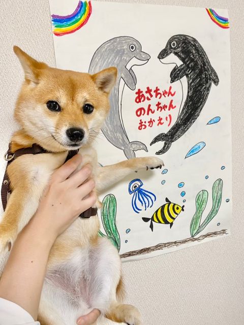 提供：豆柴あさのんさん