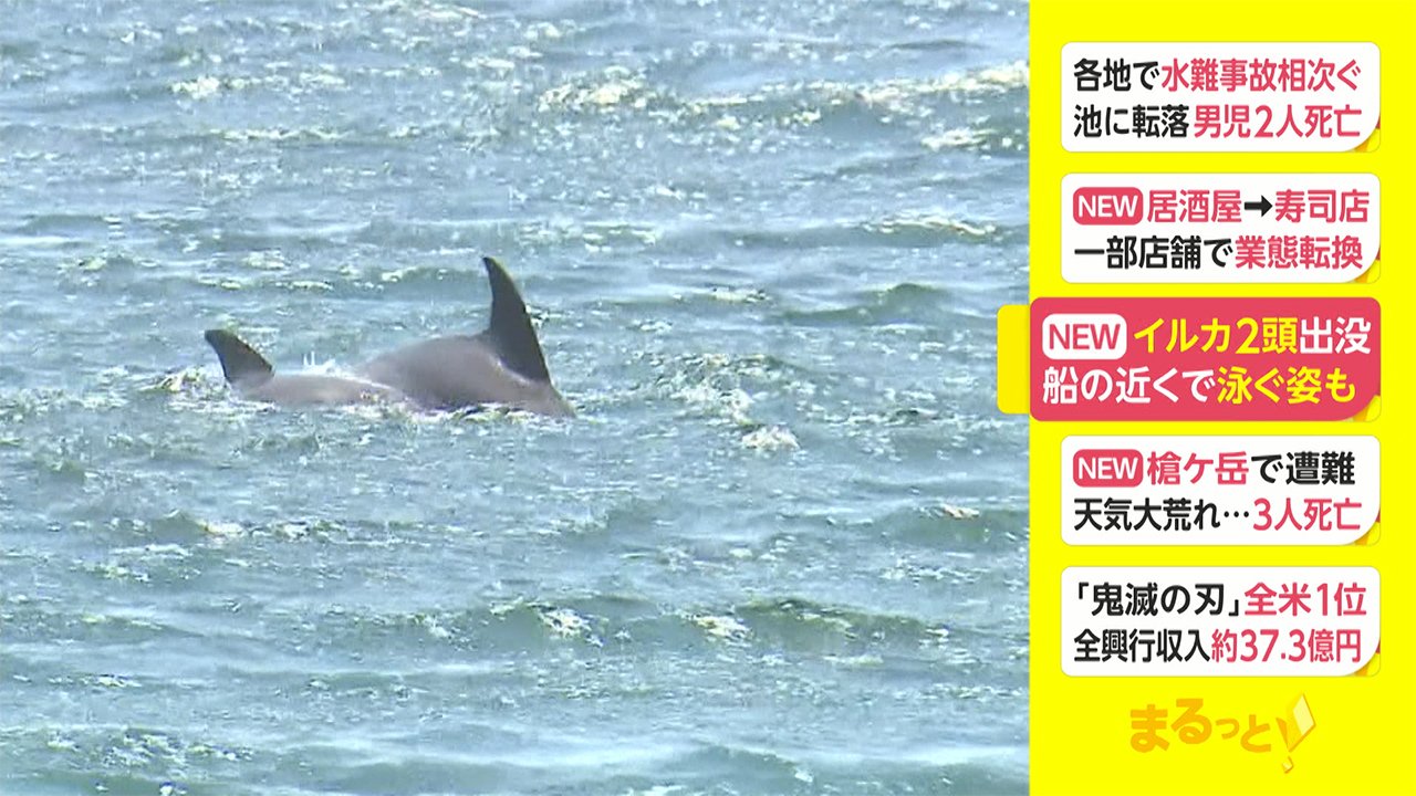 イルカ2頭出没 船の近くで泳ぐ姿も Fnnプライムオンライン Goo ニュース