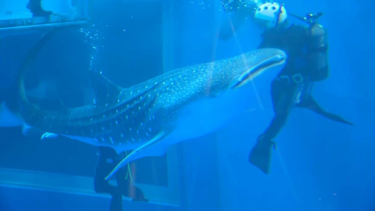 水没ジオラマ　廃墟ビルに泳ぐジンベイザメ img_1dd09c4b9765ae7682119e09ab