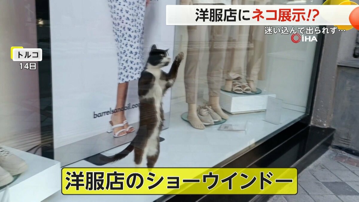 ショーウィンドウに“ネコ展示”！ 「取り残された…」ガラス引っかき