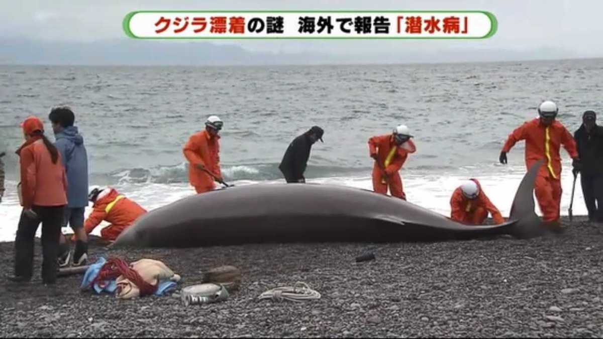 クジラを救える道はないのか 静岡県に5頭連続漂着のナゾを専門家に聞いてみた