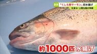 【秋の味覚に期待】釧路港で「くしろ茜サーモン」約1000匹を初水揚げ！エサから管理しているので生でも食べられる“上品な脂ときれいな赤み”が特徴―ふるさと納税の返礼品として知名度向上へ＜北海道＞