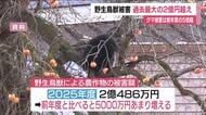 野生鳥獣による農作物への被害は2億円を超え過去最大　福島県　熊の被害は前年度の5.6倍に